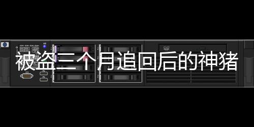 被盗三个月追回后的神猪传奇，逆袭故事揭晓增长百斤之谜