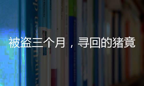 被盗三个月，寻回的猪竟增重百斤，奇迹背后的故事