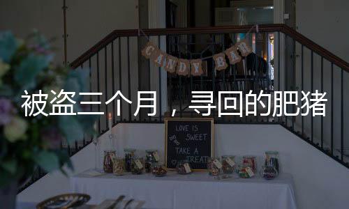 被盗三个月，寻回的肥猪竟增重百斤，一则关于奇迹与重逢的故事