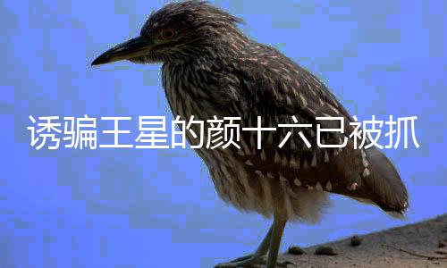 诱骗王星的颜十六已被抓获