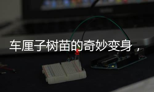 车厘子树苗的奇妙变身，从网购至海棠果盛的神奇旅程