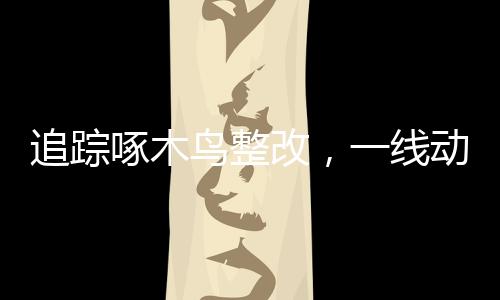 追踪啄木鸟整改，一线动态与反思
