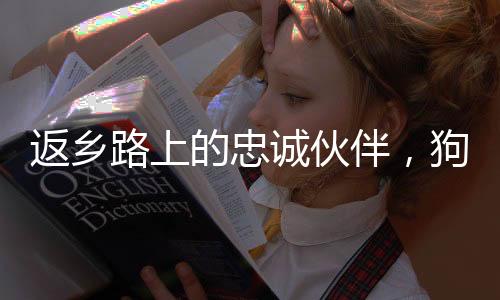 返乡路上的忠诚伙伴，狗狗在主人车顶上的专属坐票诞生记