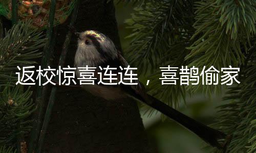 返校惊喜连连，喜鹊偷家成校园新传说