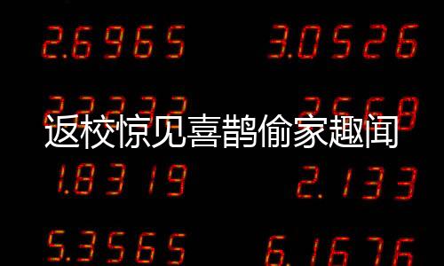 返校惊见喜鹊偷家趣闻