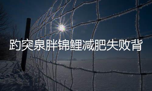 趵突泉胖锦鲤减肥失败背后的故事