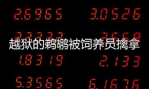 越狱的鹈鹕被饲养员擒拿归笼，回归自然的和谐序章