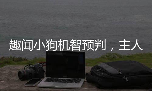 趣闻小狗机智预判，主人扫堂腿偷袭被阻