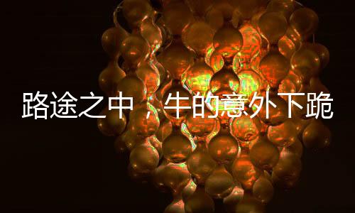 路途之中，牛的意外下跪引发深思