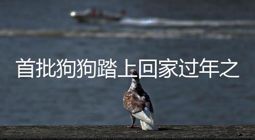 首批狗狗踏上回家过年之路