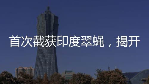 首次截获印度翠蝇，揭开神秘面纱下的故事篇章