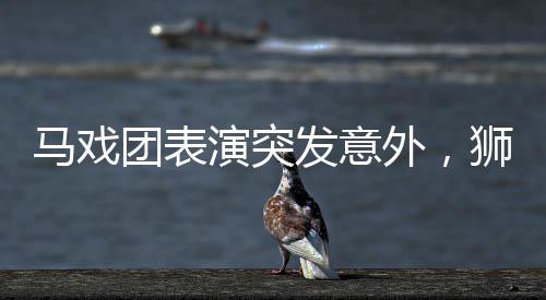 马戏团表演突发意外，狮子突然咬人事件震惊全场