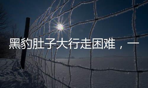 黑豹肚子大行走困难，一起关注野生动物健康问题