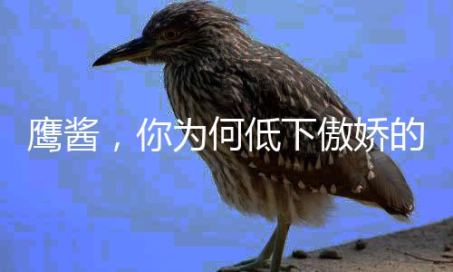 鹰酱，你为何低下傲娇的头？