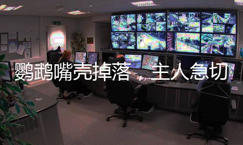 鹦鹉嘴壳掉落，主人急切网上求助