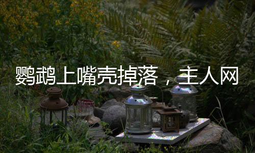 鹦鹉上嘴壳掉落，主人网上发帖求助